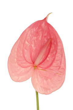 リトルプリンセス ハナスタが提供する切花の画像検索サイト