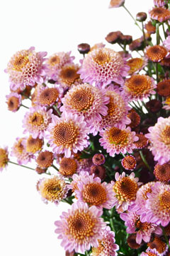 豆菊 ピンク ハナスタが提供する切花の画像検索サイト