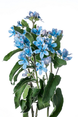 ピュアブルー ハナスタが提供する切花の画像検索サイト