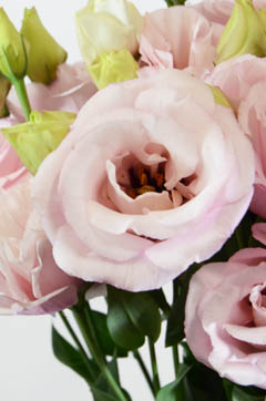メロディピンクフラッシュ ハナスタが提供する切花の画像検索サイト