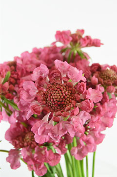テラさくらピンク ハナスタが提供する切花の画像検索サイト