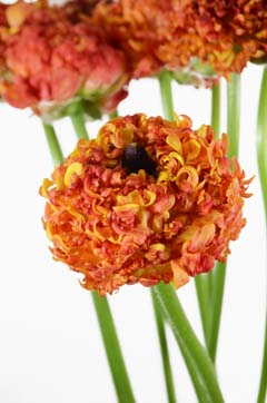 サロニカ ハナスタが提供する切花の画像検索サイト