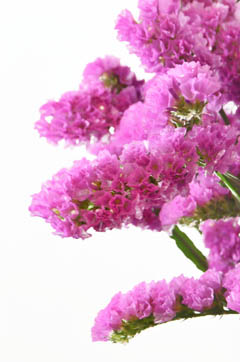 スターチス ピンク ローズ ハナスタが提供する切花の画像検索サイト