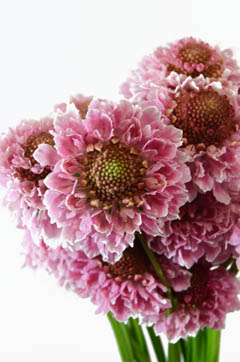 スカビオサ 八重サーモンピンク ハナスタが提供する切花の画像検索サイト