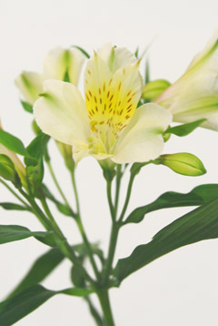 リグツリグツ 白 ハナスタが提供する切花の画像検索サイト