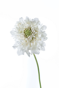 ナナスノー ハナスタが提供する切花の画像検索サイト