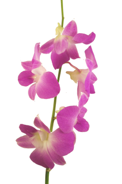 ピンクレディ ハナスタが提供する切花の画像検索サイト