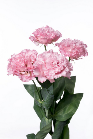 ボンボヤージュピンク ハナスタが提供する切花の画像検索サイト