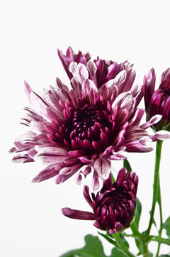 ロリポップピンク ハナスタが提供する切花の画像検索サイト