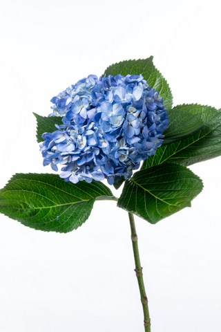 ショッキングブルー ハナスタが提供する切花の画像検索サイト