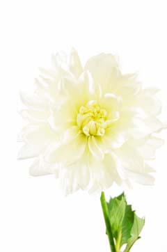 白蝶 ハナスタが提供する切花の画像検索サイト
