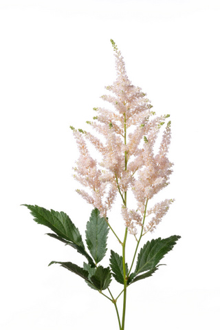 ピンクグロリア ハナスタが提供する切花の画像検索サイト