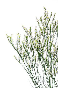 白流 ハナスタが提供する切花の画像検索サイト