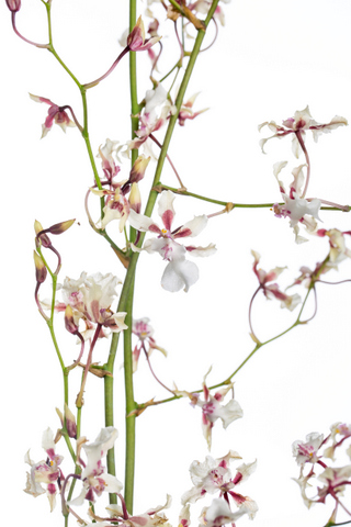 雪桜 シャリーｂ スイートフレグランス系 ハナスタが提供する切花の画像検索サイト