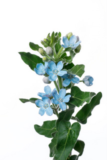 ピュアブルー ハナスタが提供する切花の画像検索サイト