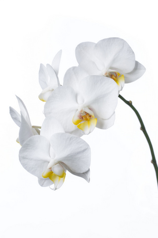 アマビリス（ミディ）（白）｜ハナスタが提供する切花の画像検索サイト