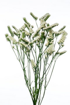 マーブルグリーン｜ハナスタが提供する切花の画像検索サイト