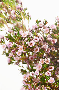 ジャスパー ハナスタが提供する切花の画像検索サイト