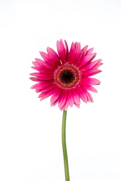 ジョルジオ 芯黒 ハナスタが提供する切花の画像検索サイト