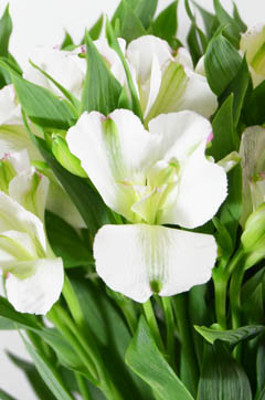 プレシャス 白系スポットレス ハナスタが提供する切花の画像検索サイト