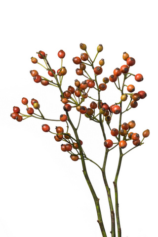 野バラ 小実付 赤系 ハナスタが提供する切花の画像検索サイト