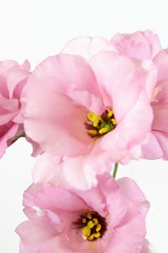 ボンボヤージュスイートピンク ハナスタが提供する切花の画像検索サイト