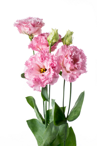 ボンボヤージュスイートピンク ハナスタが提供する切花の画像検索サイト