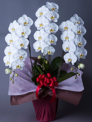 白 胡蝶蘭３本立ち ３ｌ ハナスタが提供する切花の画像検索サイト