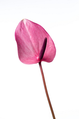 ラピッド ハナスタが提供する切花の画像検索サイト