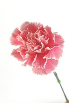 マダムドヌーブ ハナスタが提供する切花の画像検索サイト