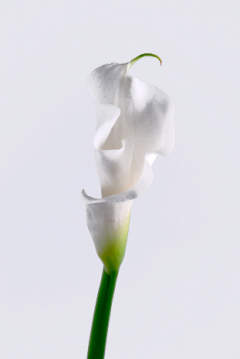 北カラー 白 ハナスタが提供する切花の画像検索サイト