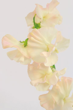 シルキーピーチ クリームｐ ハナスタが提供する切花の画像検索サイト