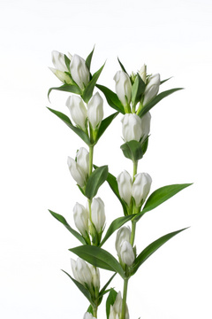 ピュアホワイト ハナスタが提供する切花の画像検索サイト