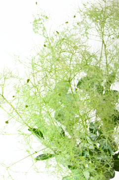 スモークツリー（グリーン）｜ハナスタが提供する切花の画像検索サイト