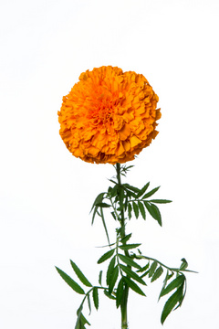 オプティバオレンジ ハナスタが提供する切花の画像検索サイト
