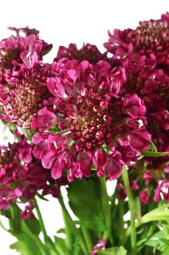 アイリ ハナスタが提供する切花の画像検索サイト