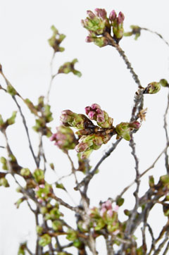 染井吉野桜 ハナスタが提供する切花の画像検索サイト