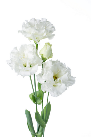 レガロ 白 大輪 ハナスタが提供する切花の画像検索サイト