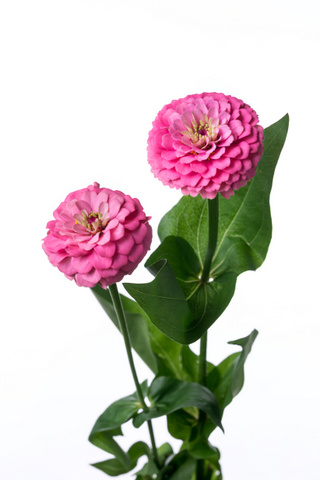 キャンディポップピンク ハナスタが提供する切花の画像検索サイト