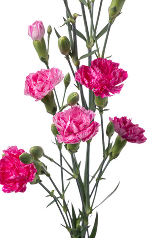ロリポップピンク 絞り ハナスタが提供する切花の画像検索サイト
