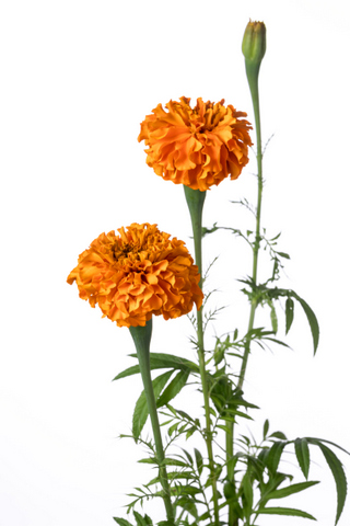 ジャイアントオレンジ ハナスタが提供する切花の画像検索サイト