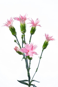 プチピンク ハナスタが提供する切花の画像検索サイト
