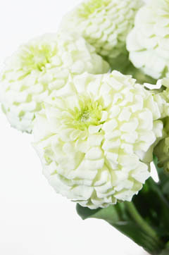 キャンディポップホワイト ハナスタが提供する切花の画像検索サイト