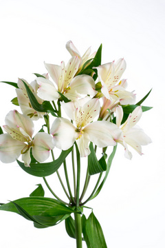 ホワイトハート ハナスタが提供する切花の画像検索サイト