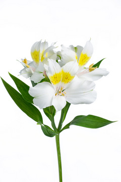 アンティークホワイト ハナスタが提供する切花の画像検索サイト