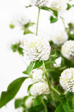 オードリーホワイト ハナスタが提供する切花の画像検索サイト