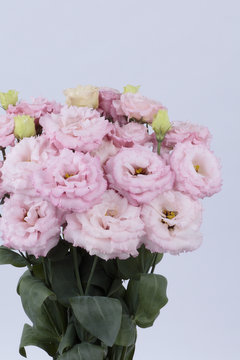 ｓｍ５ ８１４ マキア２型ピンク ハナスタが提供する切花の画像検索サイト