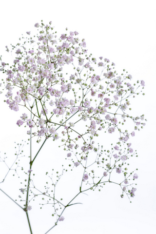 マイピンク ハナスタが提供する切花の画像検索サイト