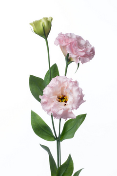 チャーミングチャーミー ハナスタが提供する切花の画像検索サイト