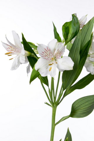 パールプリマドンナ ハナスタが提供する切花の画像検索サイト